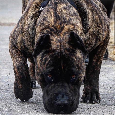 chanel carso|cane corso behavior.